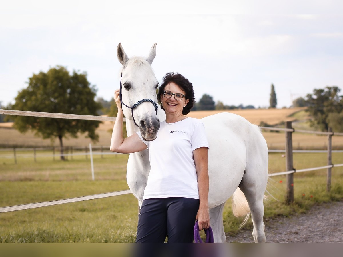 Pur-sang arabe Hongre 21 Ans Gris in Hugelshofen