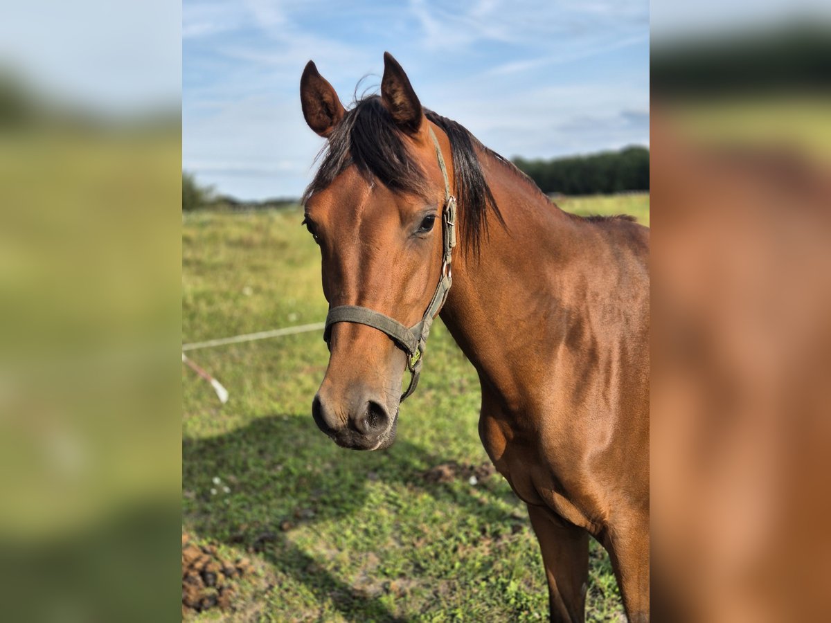 Pur-sang arabe Hongre 2 Ans 151 cm Bai clair in Nieuwlande