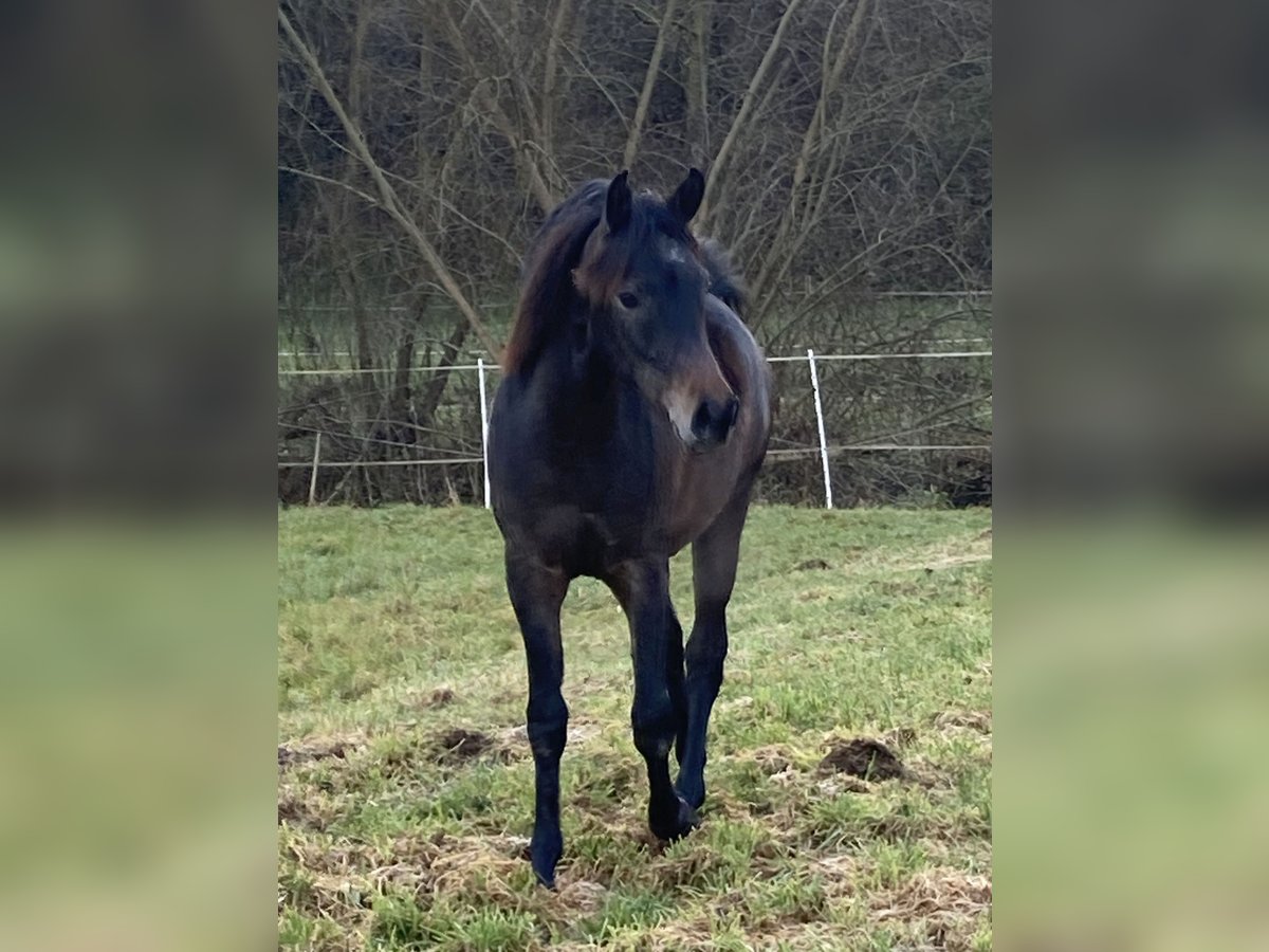 Pur-sang arabe Hongre 2 Ans 154 cm Gris in Ammerbuch