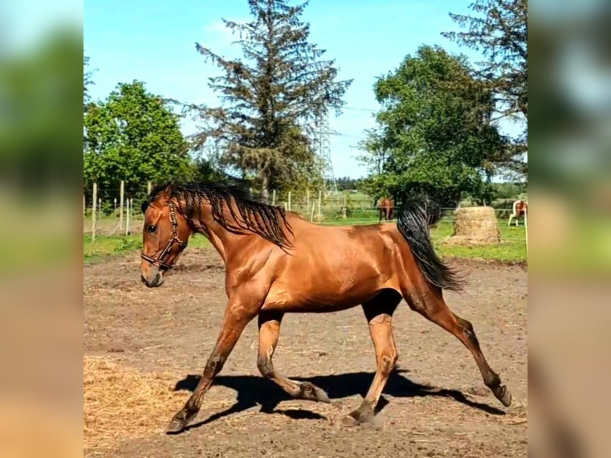 Pur-sang arabe Croisé Hongre 2 Ans 155 cm Bai in Bredstedt