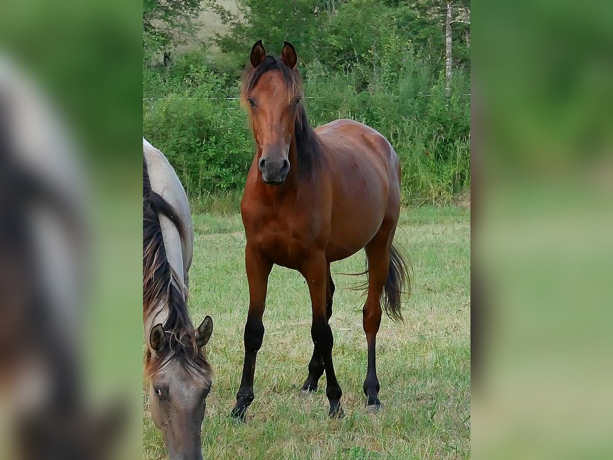 Pur-sang arabe Hongre 2 Ans 155 cm Bai cerise in Soucirac