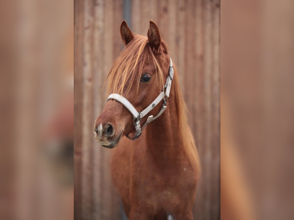 Pur-sang arabe Hongre 2 Ans Alezan in Johanniskirchen