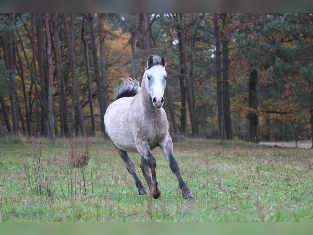 Pur-sang arabe Hongre 3 Ans 148 cm Rouan bleu in Wandlitz