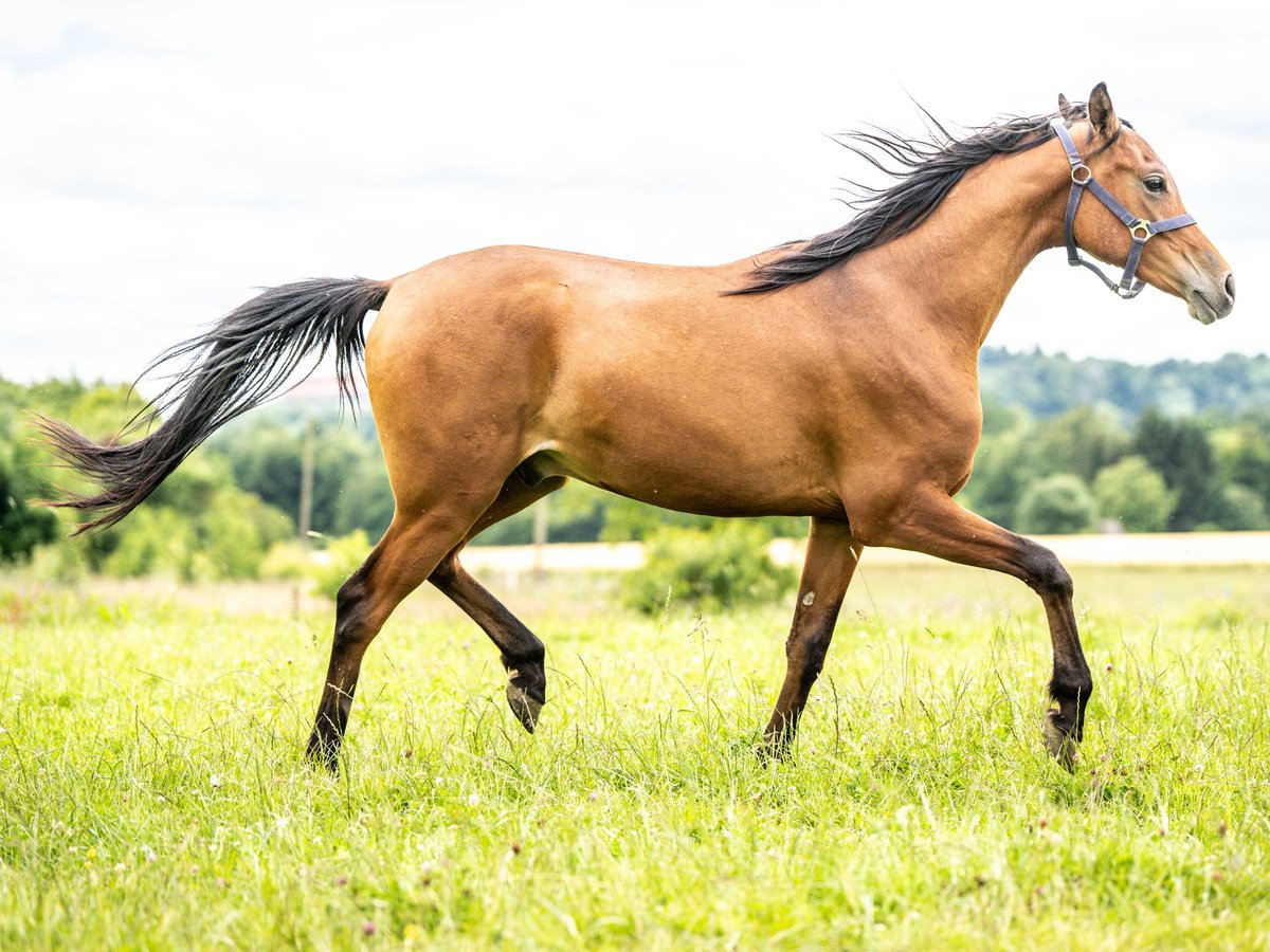 Pur-sang arabe Hongre 3 Ans 150 cm Bai in Herzberg am Harz