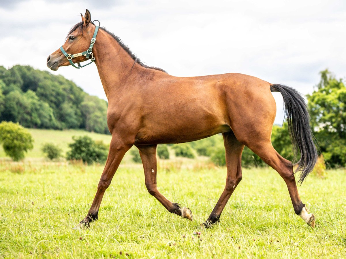 Pur-sang arabe Hongre 3 Ans 151 cm Bai in Herzberg am Harz