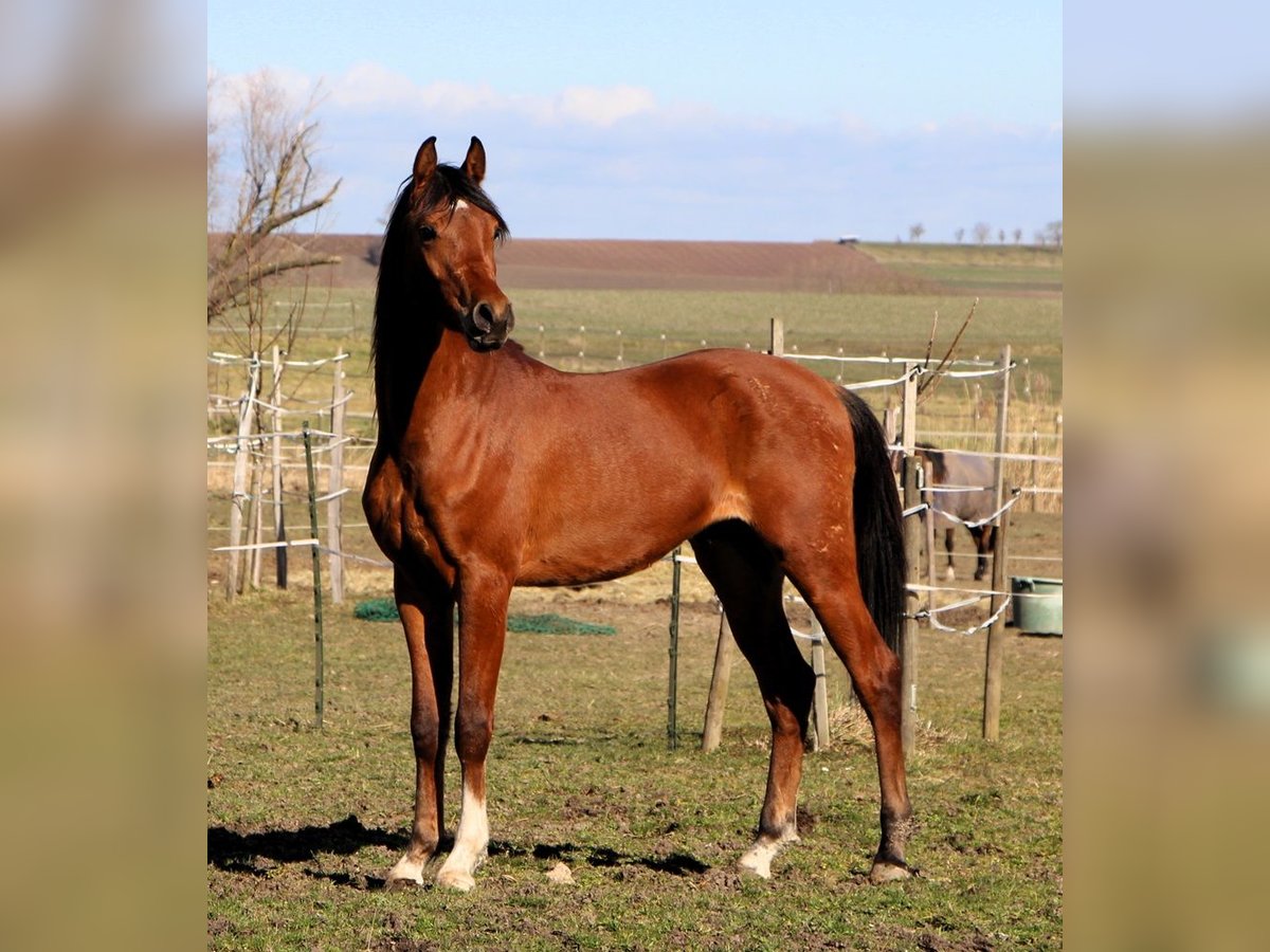 Pur-sang arabe Hongre 3 Ans 153 cm Bai in Reutenbourg