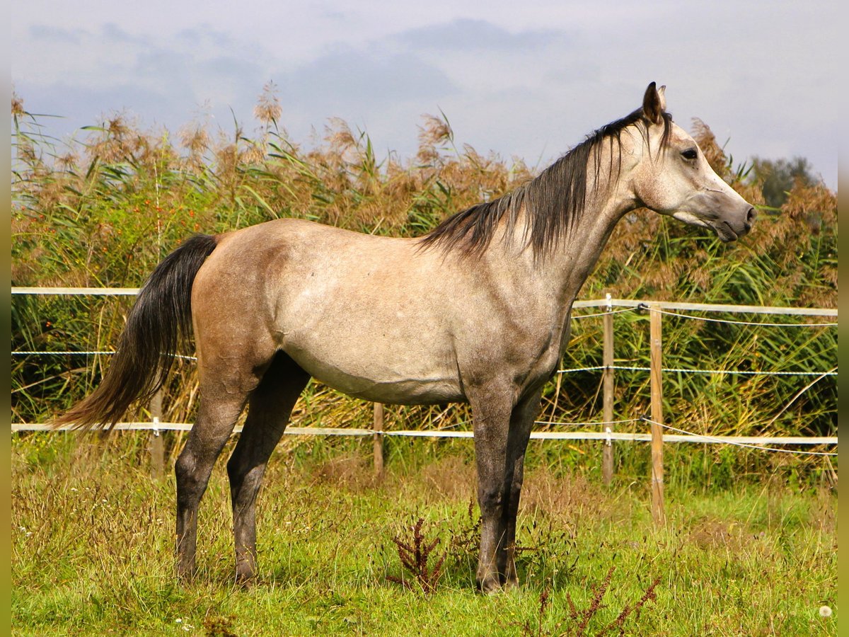 Pur-sang arabe Hongre 3 Ans 159 cm Gris (bai-dun) in Kehl