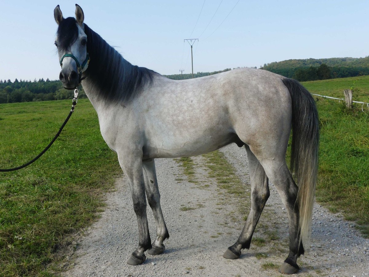 Pur-sang arabe Hongre 4 Ans 153 cm Gris in Herzberg am Harz