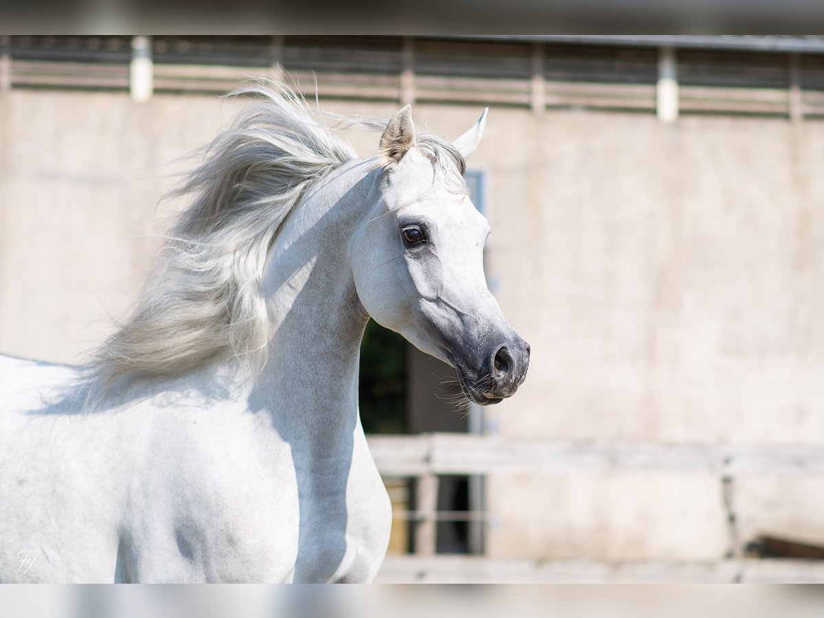 Pur-sang arabe Hongre 4 Ans 158 cm Gris in DUN LE PALESTEL