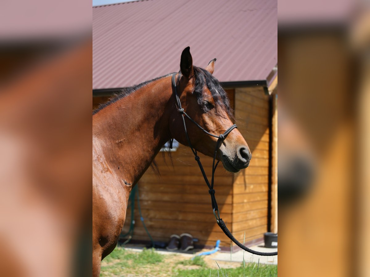 Pur-sang arabe Hongre 5 Ans 145 cm Bai cerise in Jelenia G&#xF3;ra