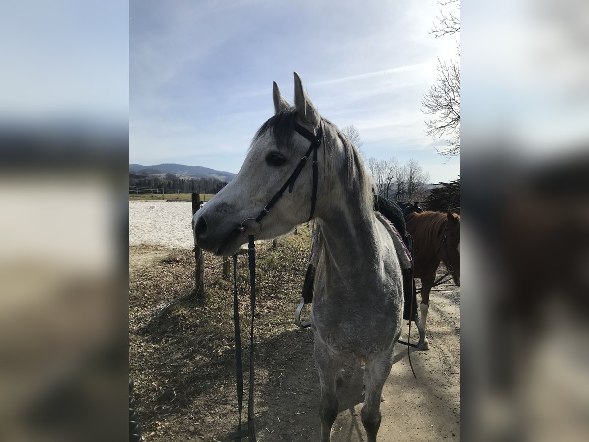 Pur-sang arabe Hongre 5 Ans 155 cm Gris in R&#xF6;hrnbach