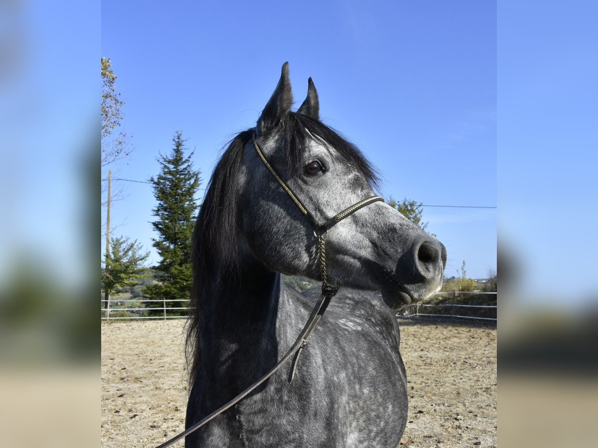 Pur-sang arabe Hongre 6 Ans 155 cm Gris pommelé in Penne dAgenais