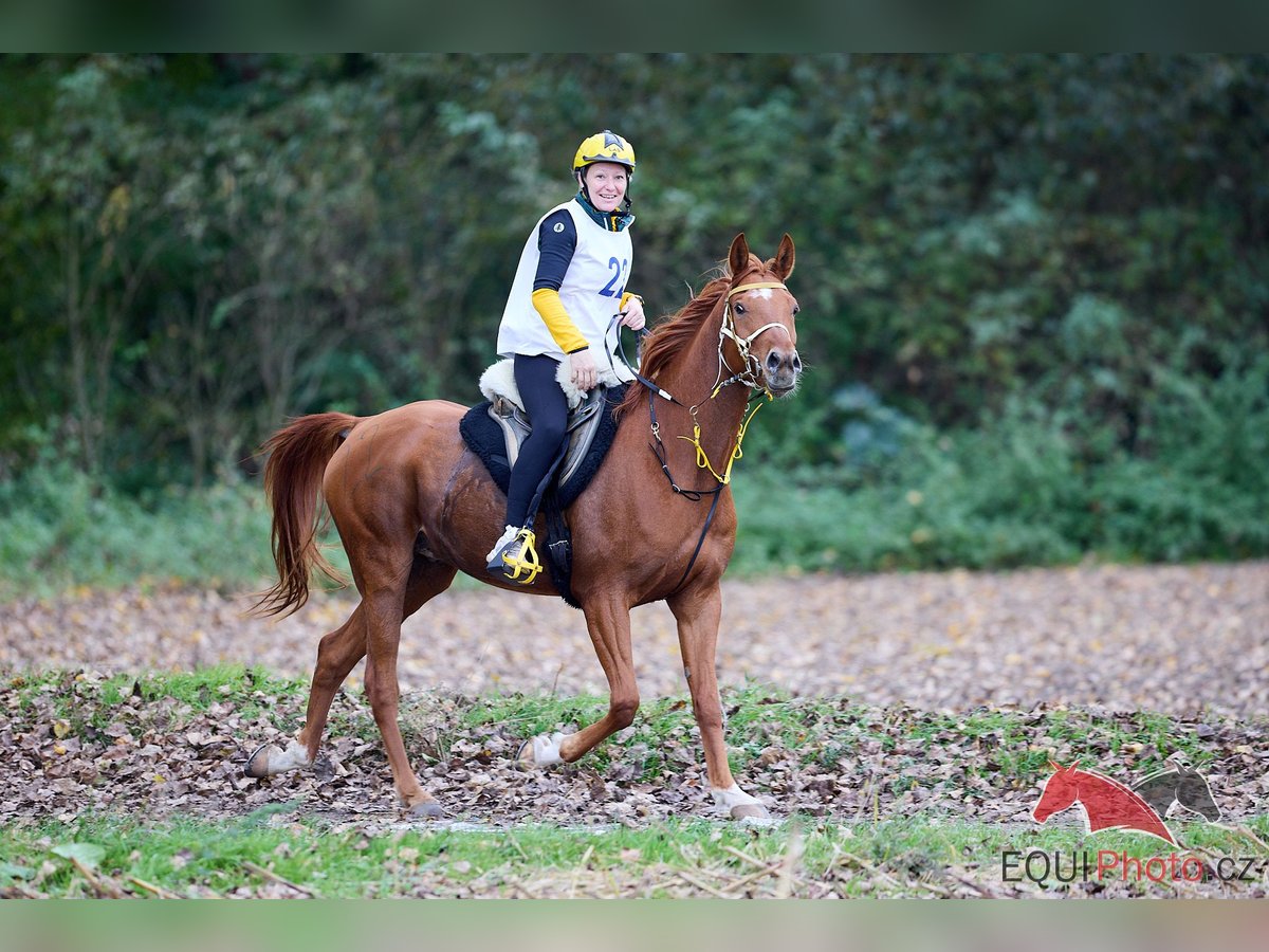 Pur-sang arabe Hongre 6 Ans 157 cm Alezan cuivré in Pyskocely