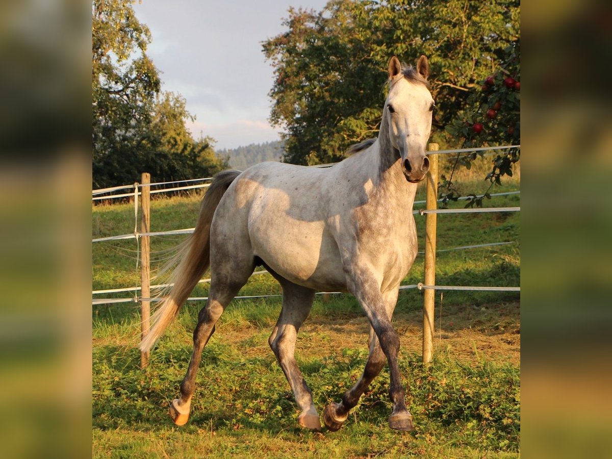 Pur-sang arabe Hongre 7 Ans 158 cm Gris pommelé in Müllheim