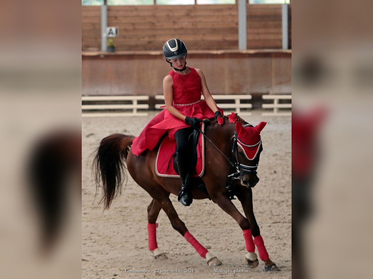 Pur-sang arabe Hongre 8 Ans 143 cm Alezan brûlé in La chapelle Rambaud