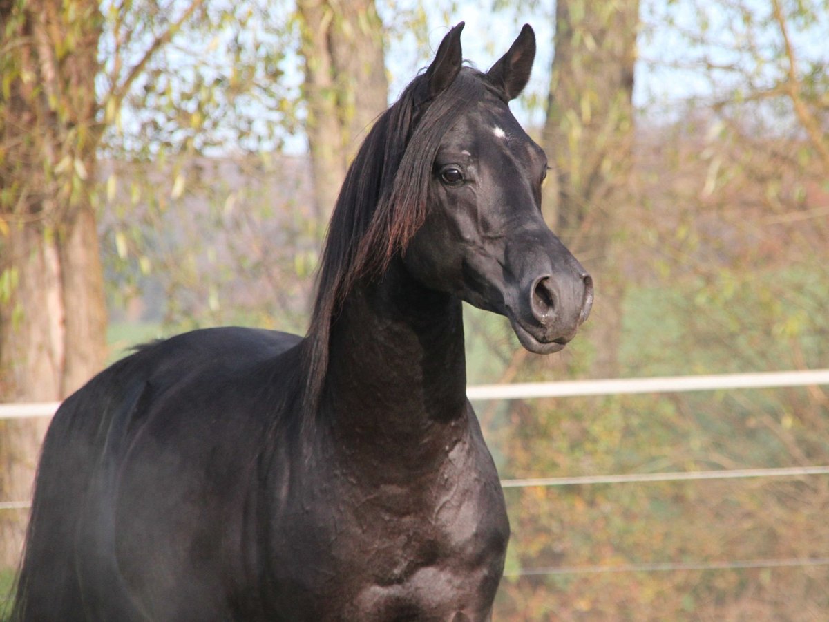 Pur-sang arabe Hongre 8 Ans 154 cm Noir in Herzberg am Harz