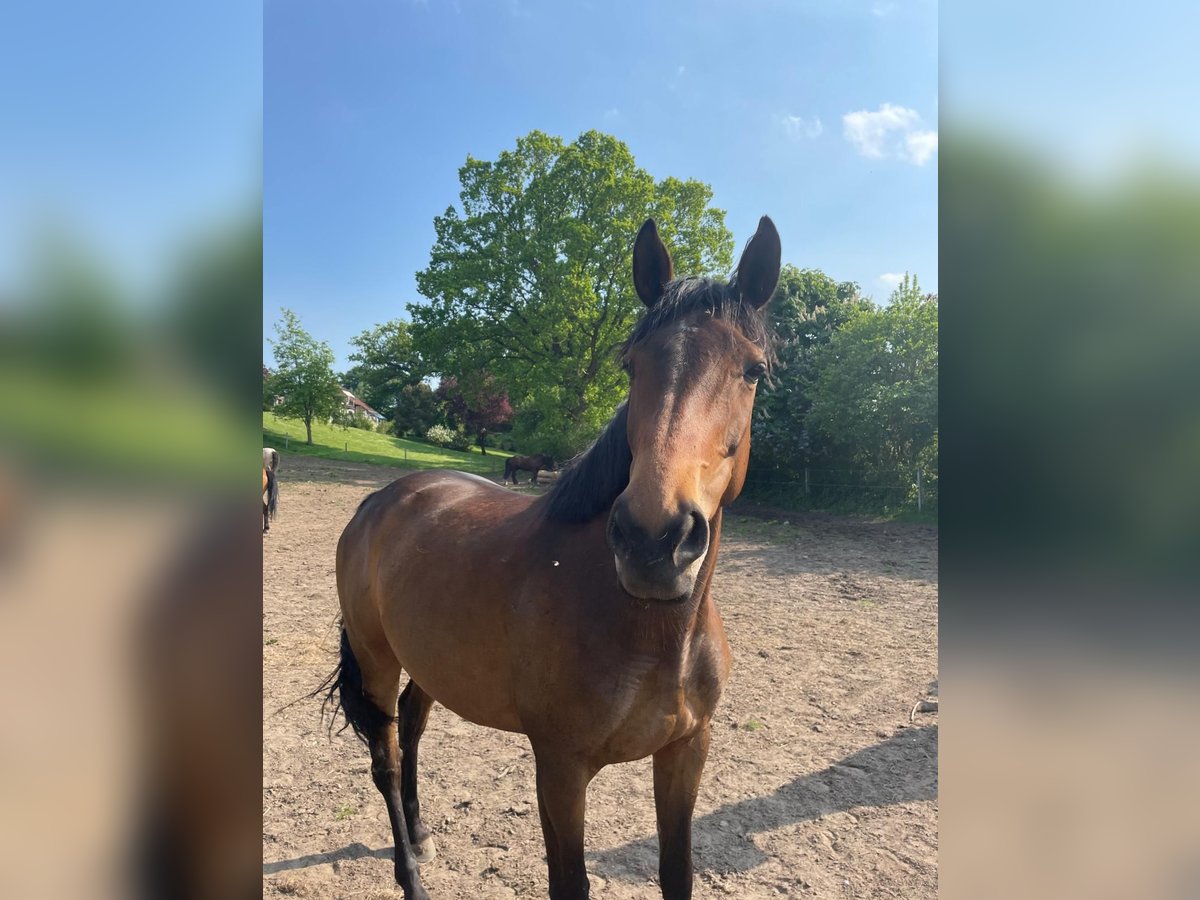 Pur-sang arabe Jument 10 Ans Bai in Neudorf
