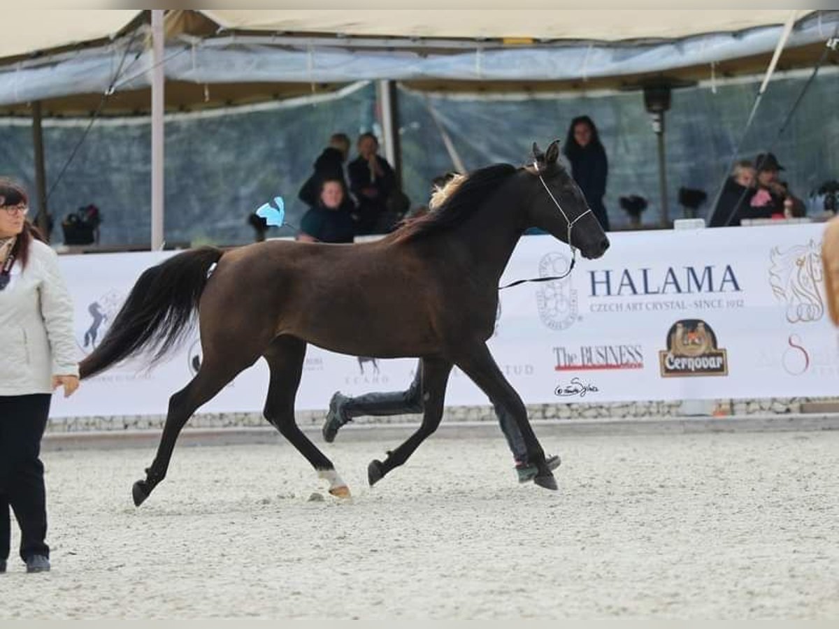 Pur-sang arabe Jument 11 Ans 151 cm Noir in Zábřeh