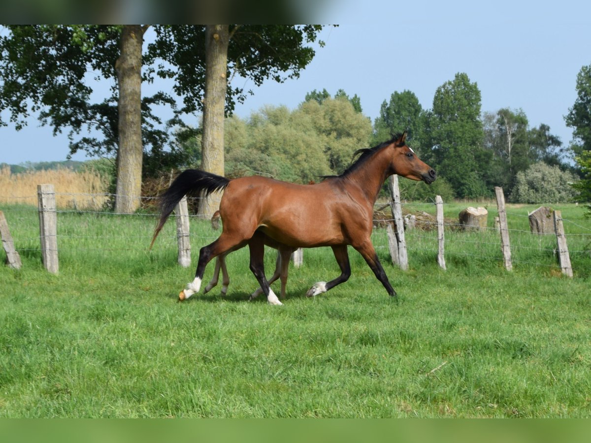 Pur-sang arabe Jument 12 Ans 150 cm Bai in Cucq