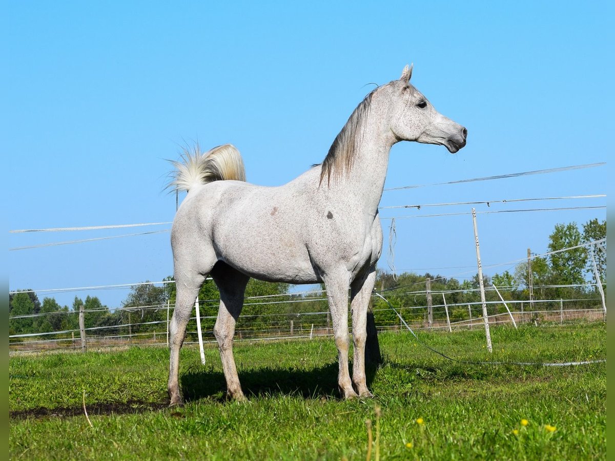 Pur-sang arabe Jument 12 Ans 152 cm Gris in Wielgolas Duchnowski