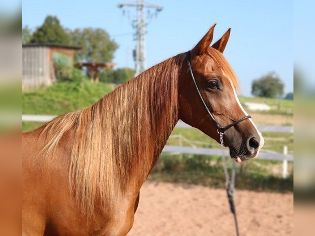 Pur-sang arabe Jument 12 Ans 153 cm Alezan in Freiamt