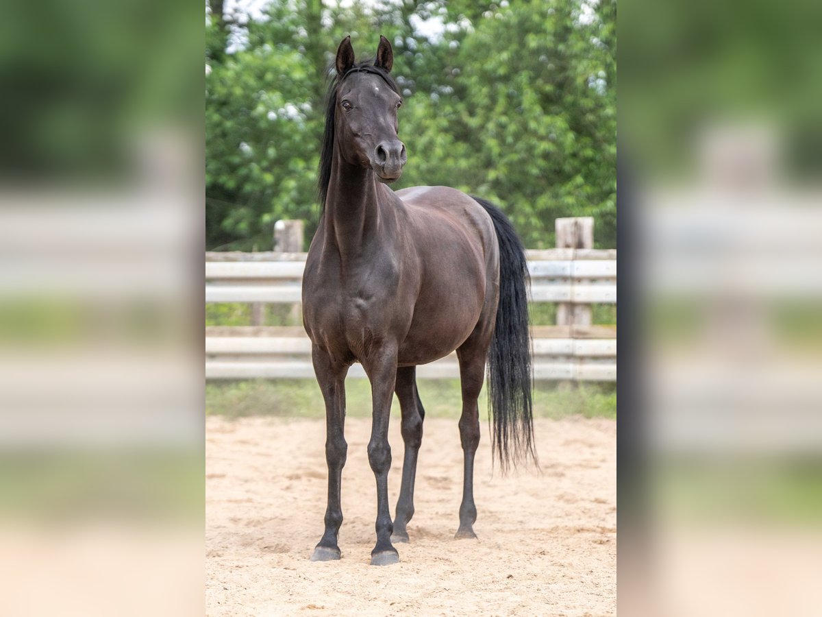 Pur-sang arabe Jument 13 Ans 152 cm Noir in Herzberg am Harz