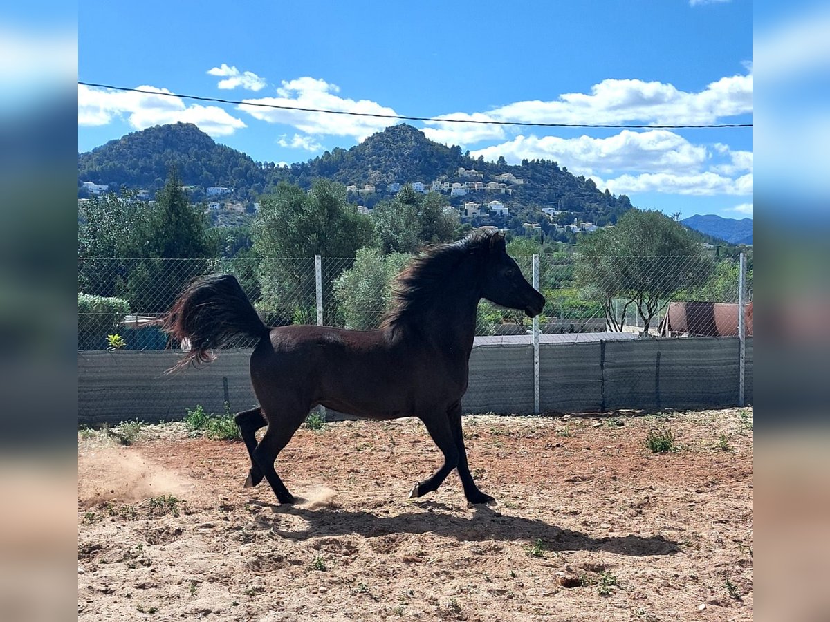 Pur-sang arabe Jument 14 Ans 150 cm Noir in La xara