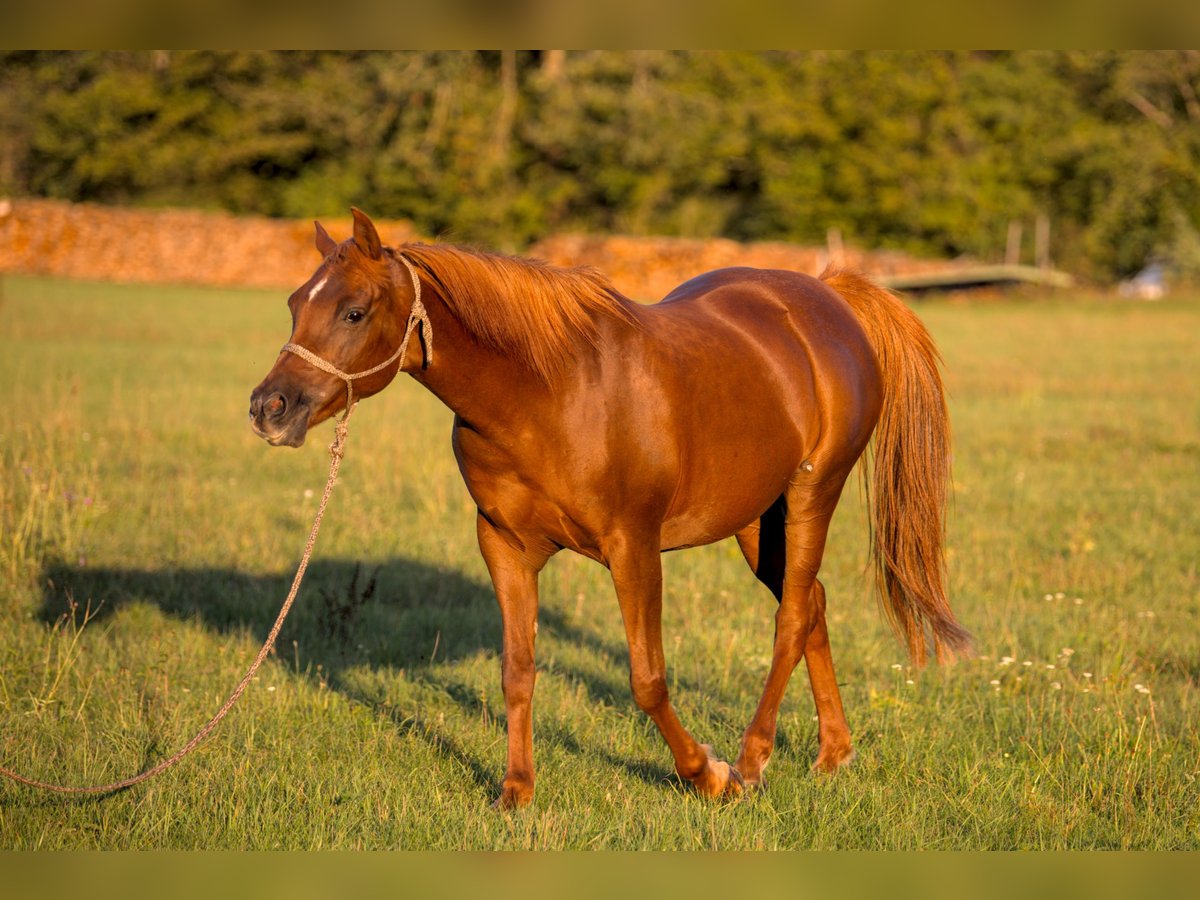 Pur-sang arabe Jument 16 Ans 153 cm Alezan in Weingarten