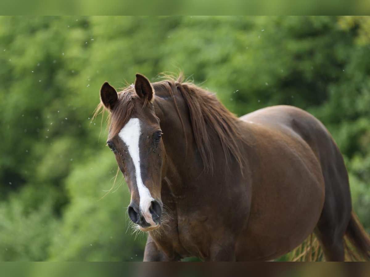 Pur-sang arabe Jument 16 Ans 156 cm Alezan in Rotenburg an der Fulda