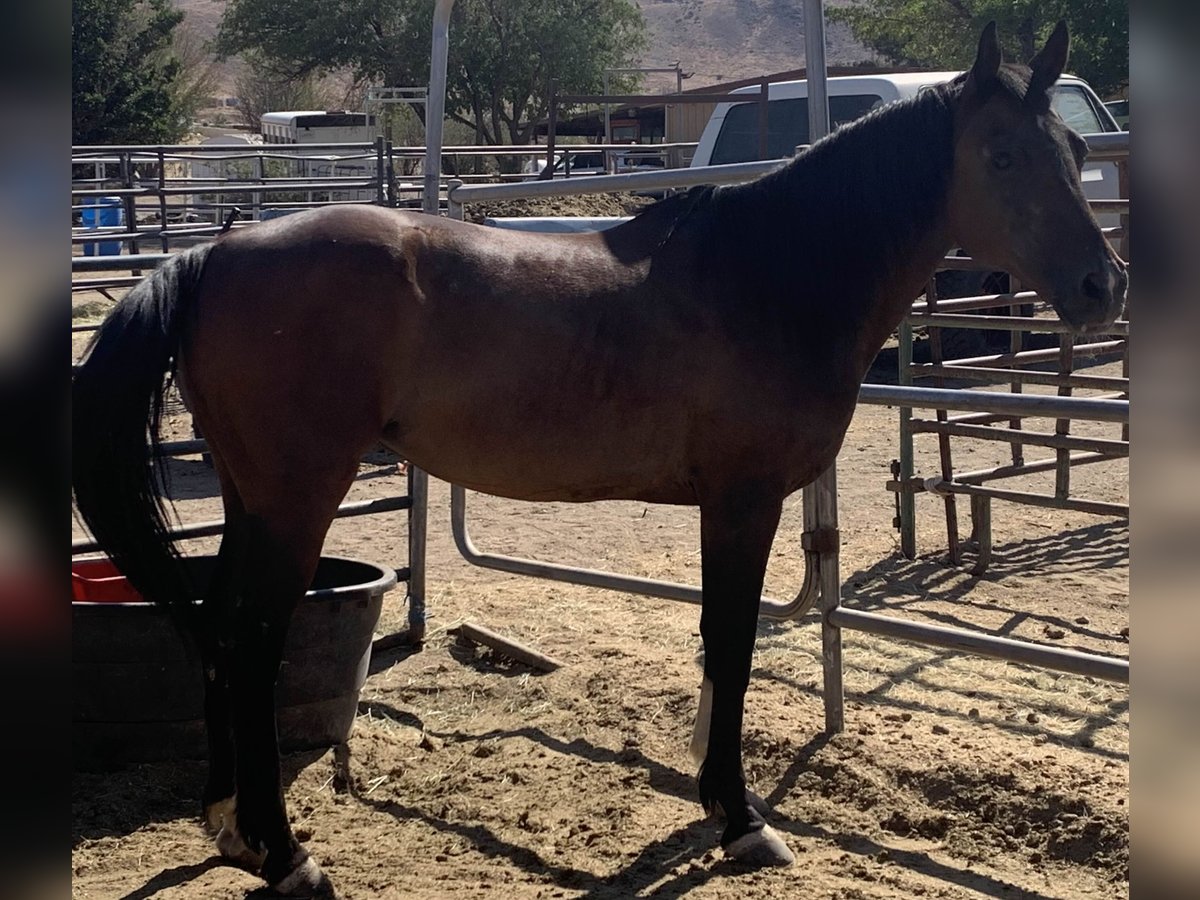 Pur-sang arabe Croisé Jument 17 Ans 142 cm Bai in Reno