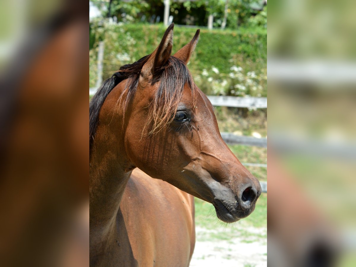 Pur-sang arabe Jument 1 Année 150 cm Bai in Koprivnica