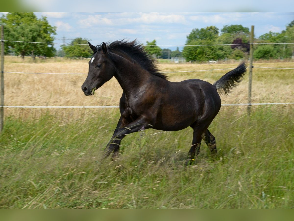 Pur-sang arabe Jument 1 Année 154 cm Noir in Neuried