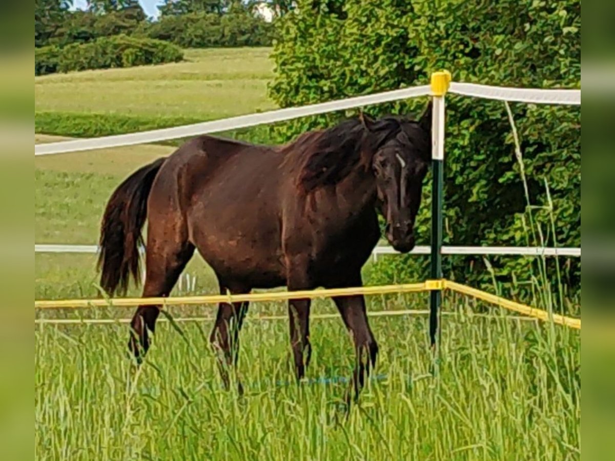 Pur-sang arabe Jument 1 Année 155 cm Noir in Mengen