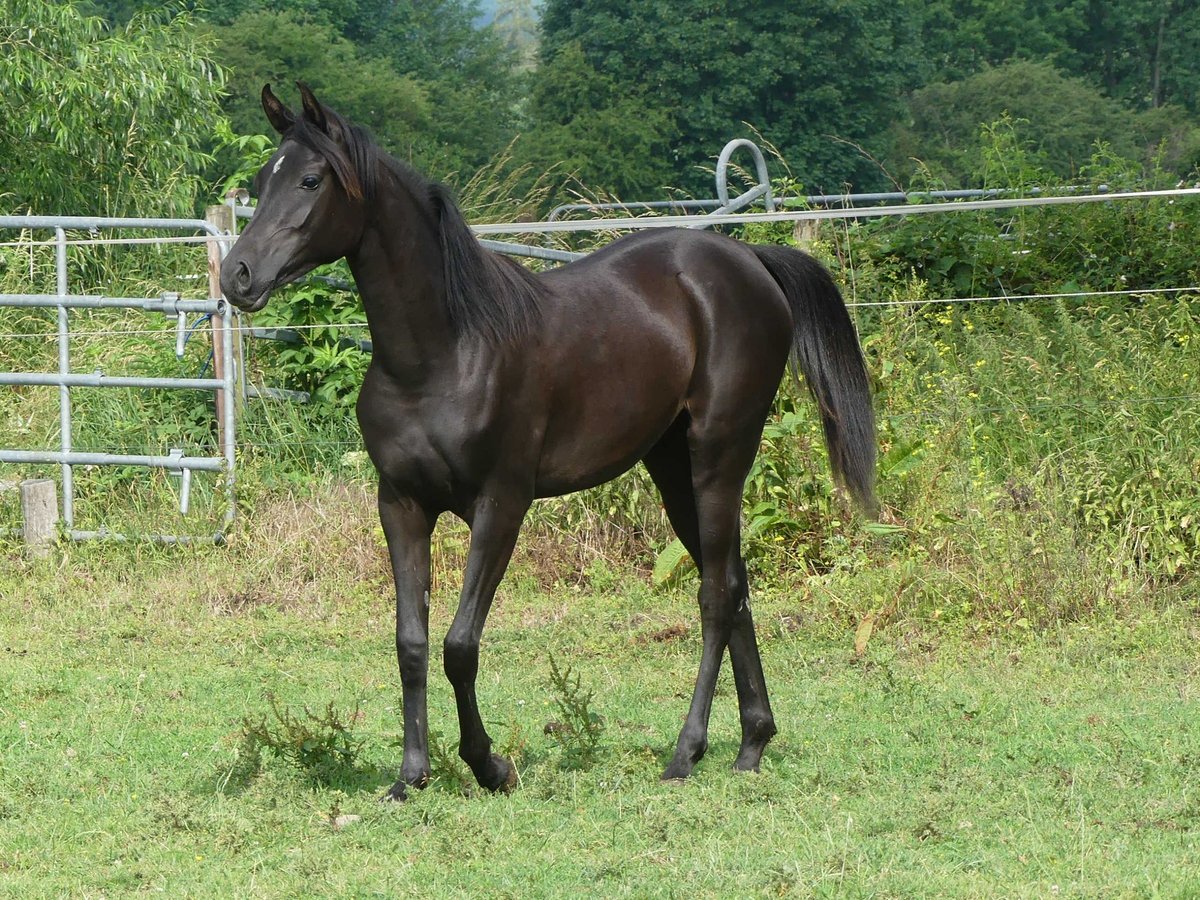 Pur-sang arabe Jument 2 Ans 153 cm Noir in Herzberg am Harz