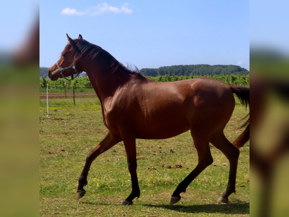 Pur-sang arabe Jument 2 Ans 158 cm Bai in Beveren