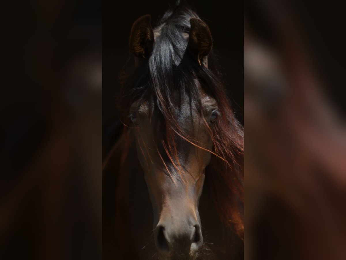 Pur-sang arabe Jument 2 Ans 160 cm Bai brun in TambergauHinterstoder