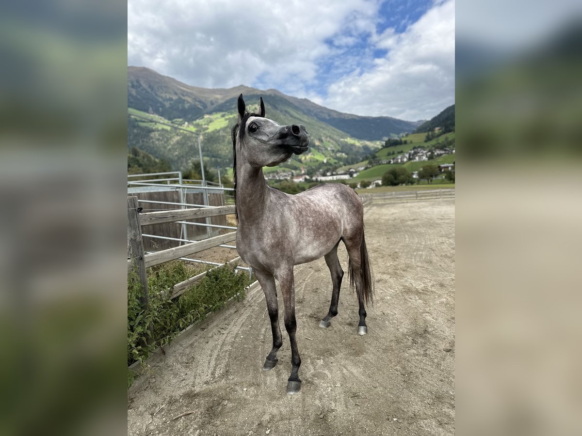 Pur-sang arabe Jument 2 Ans Gris in Gunzenhausen