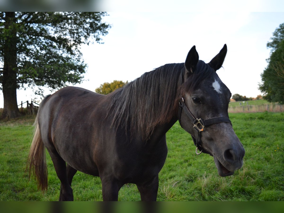 Pur-sang arabe Jument 2 Ans Gris noir in Province du Luxembourg