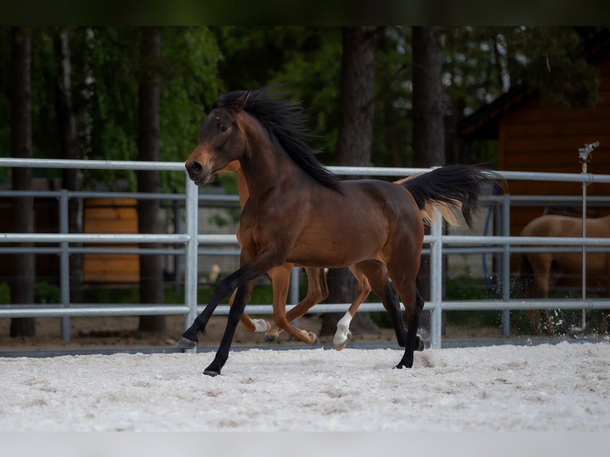 Pur-sang arabe Jument 3 Ans 148 cm Bai brun in Przedb&#xF3;rz