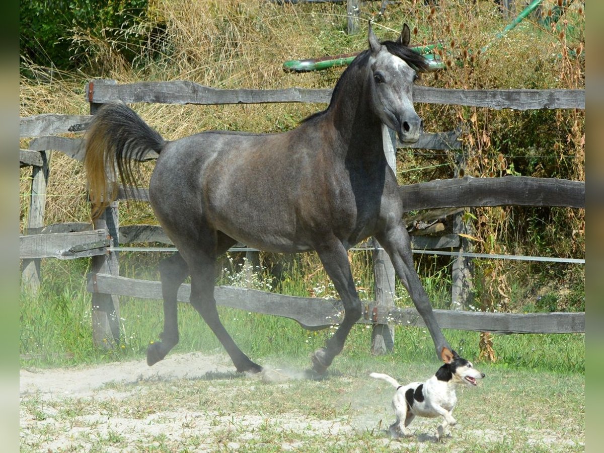 Pur-sang arabe Jument 3 Ans 150 cm Gris in Koprivnica