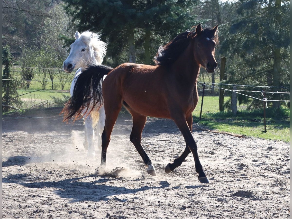 Pur-sang arabe Jument 3 Ans 152 cm Bai in L&#xF6;wenberger Land