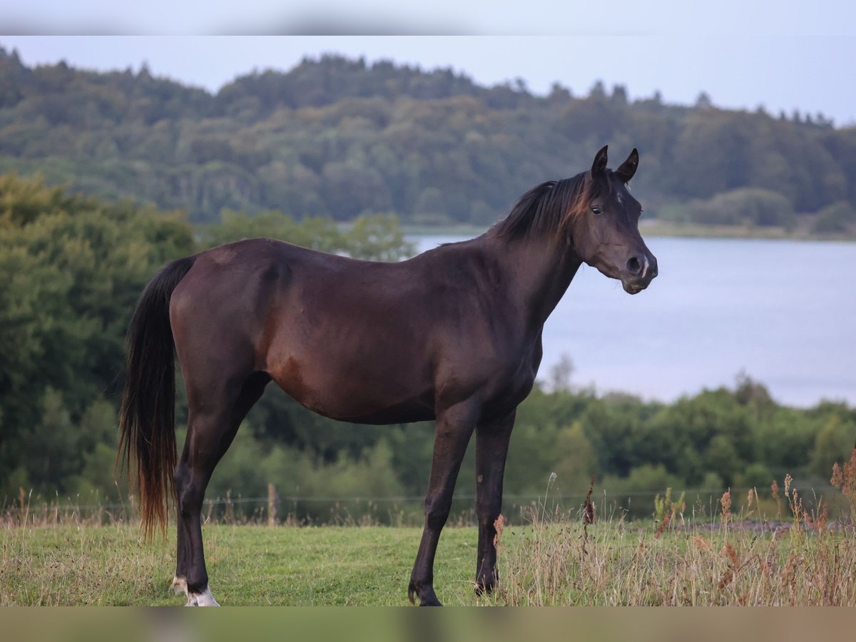 Pur-sang arabe Jument 3 Ans 154 cm Noir in Mariagerfjord