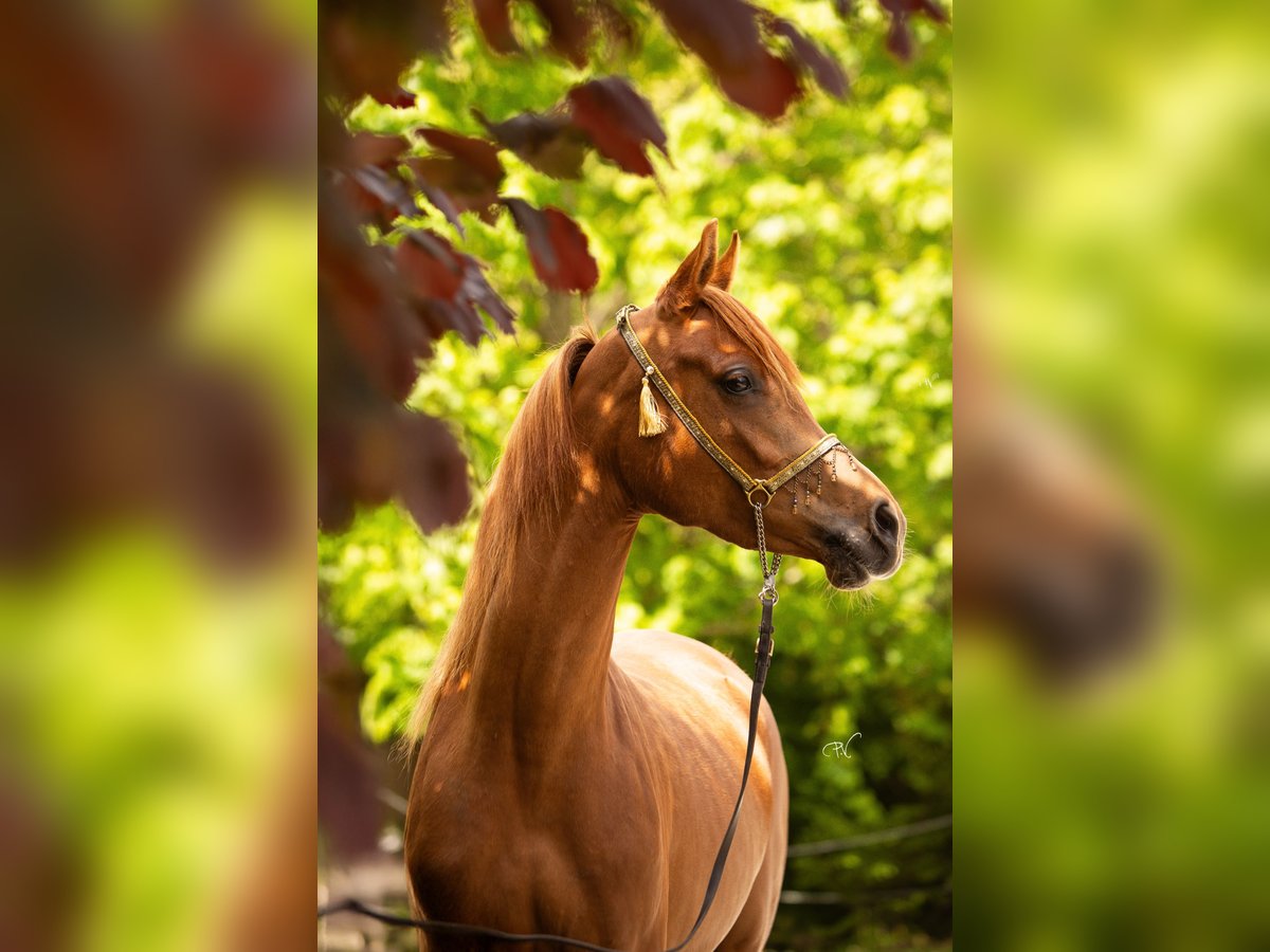 Pur-sang arabe Jument 3 Ans 156 cm Alezan in Amtzell