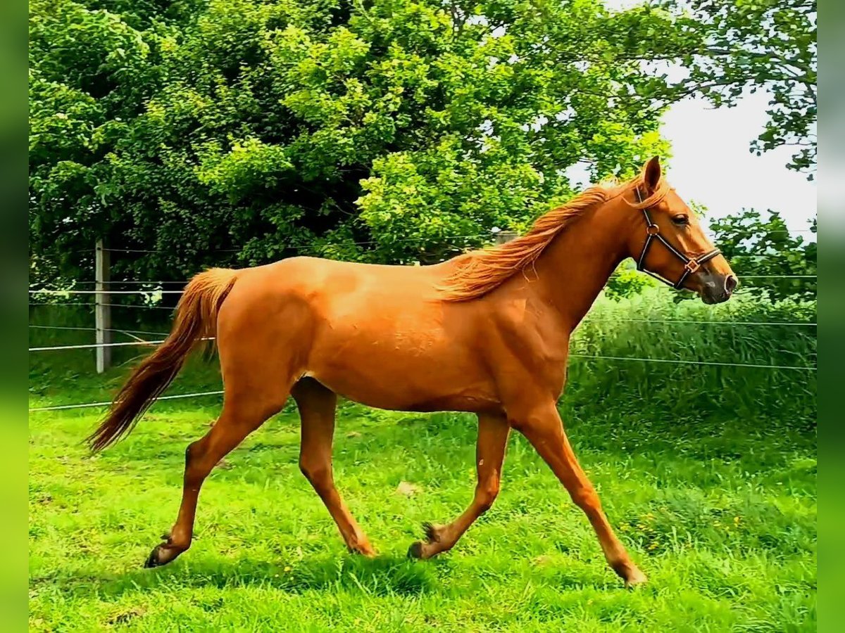 Pur-sang arabe Croisé Jument 3 Ans 156 cm Alezan in Bredstedt