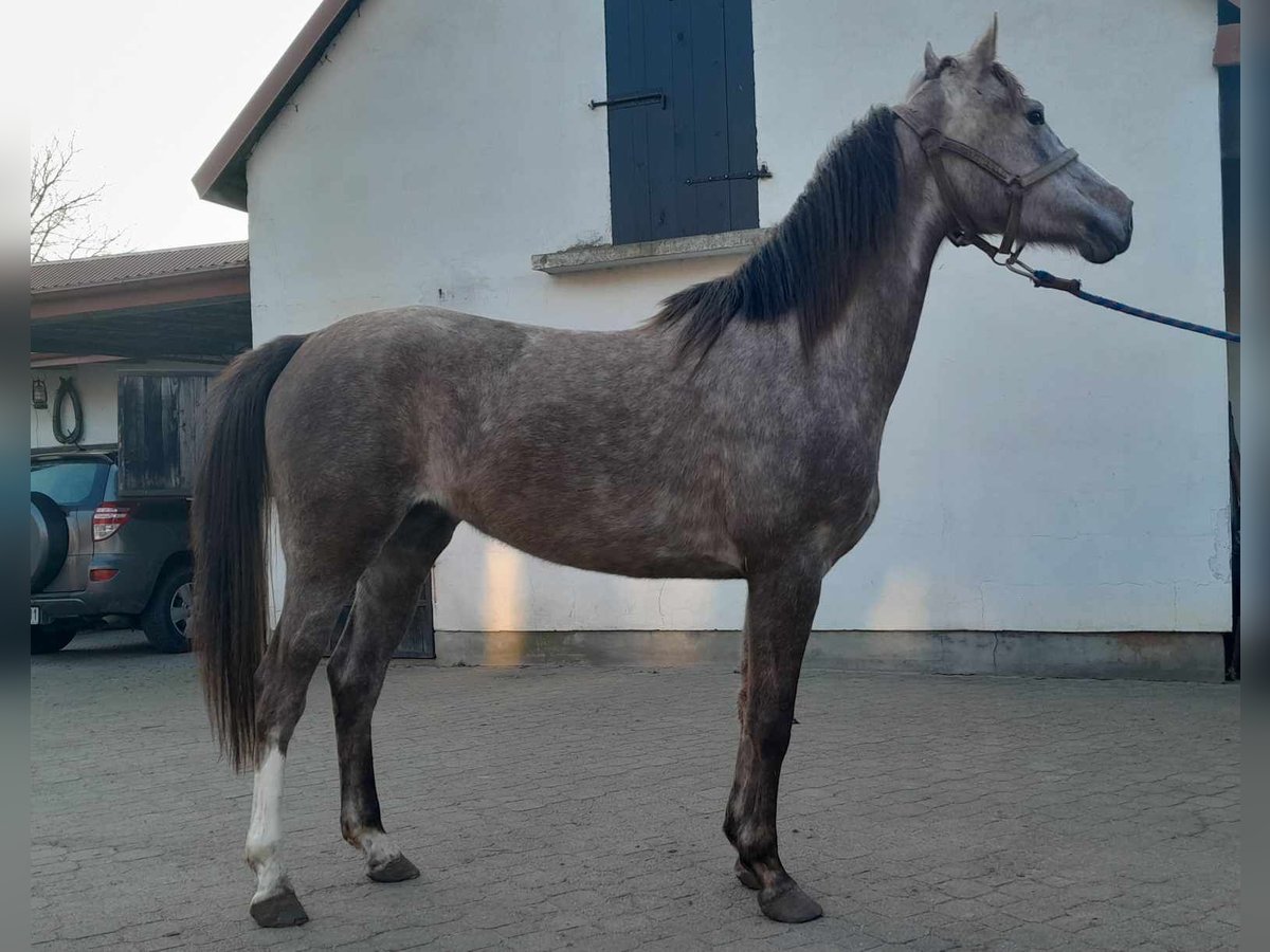 Pur-sang arabe Jument 3 Ans 156 cm Gris in Nowa Mała Wieś