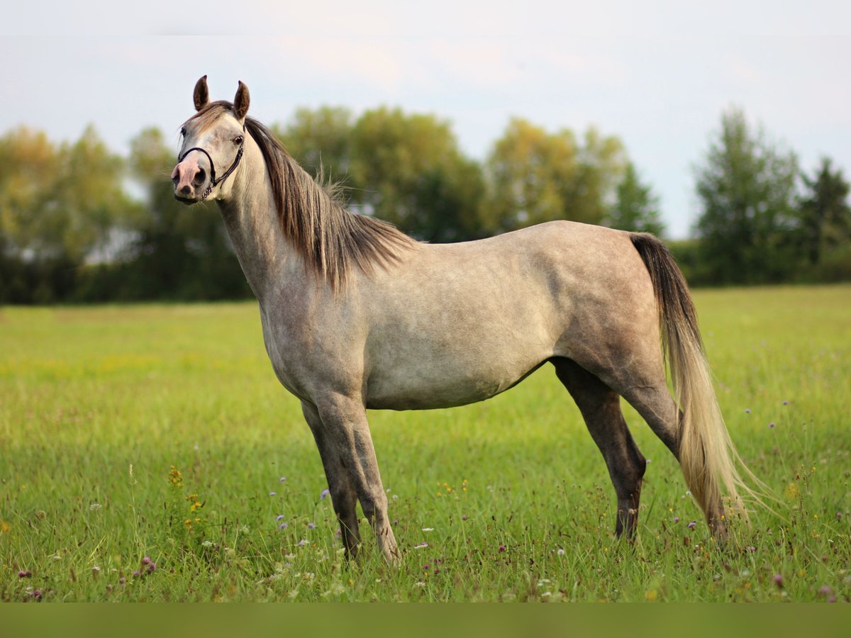 Pur-sang arabe Jument 4 Ans 154 cm Gris in Zábřeh