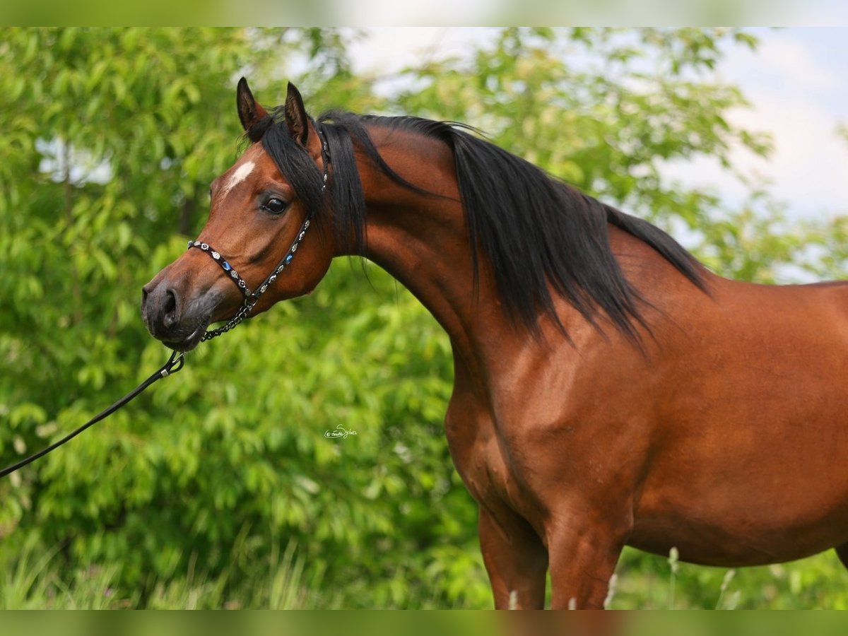 Pur-sang arabe Jument 4 Ans 156 cm Bai in LODZ