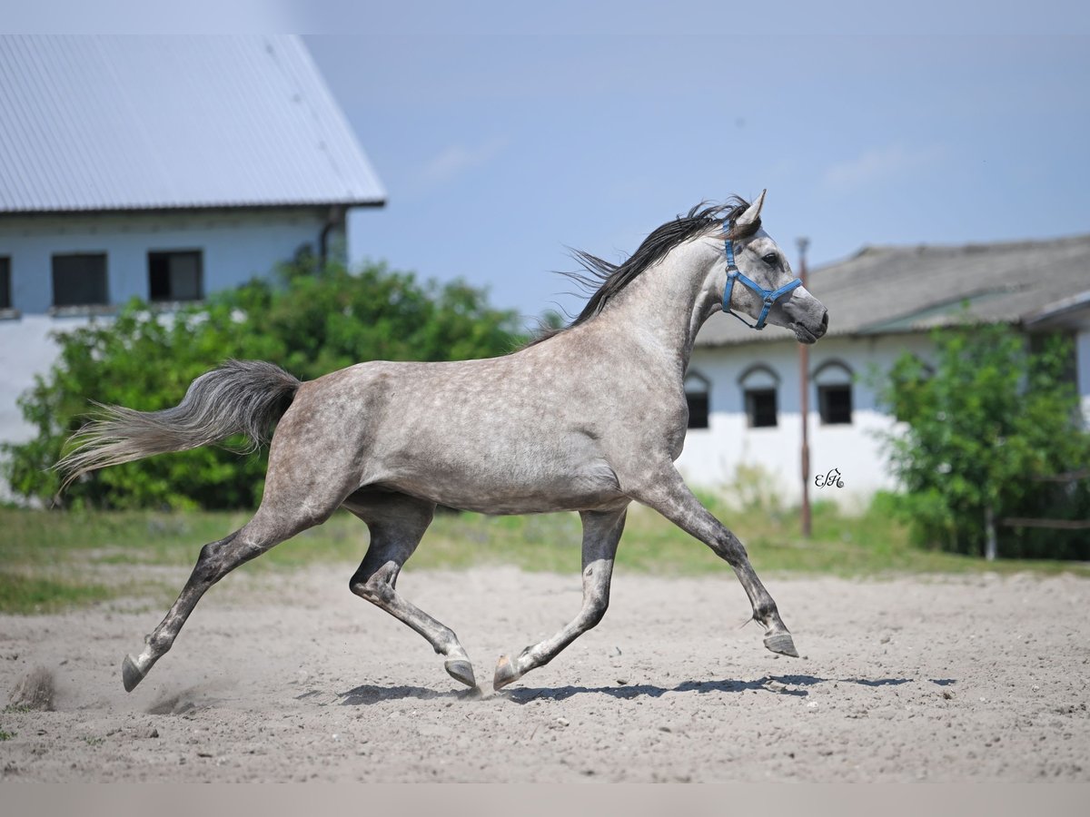 Pur-sang arabe Jument 4 Ans 156 cm Gris in Kotuszöw