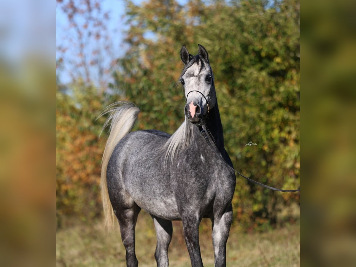 Pur-sang arabe Jument 5 Ans 155 cm Gris in Lodz