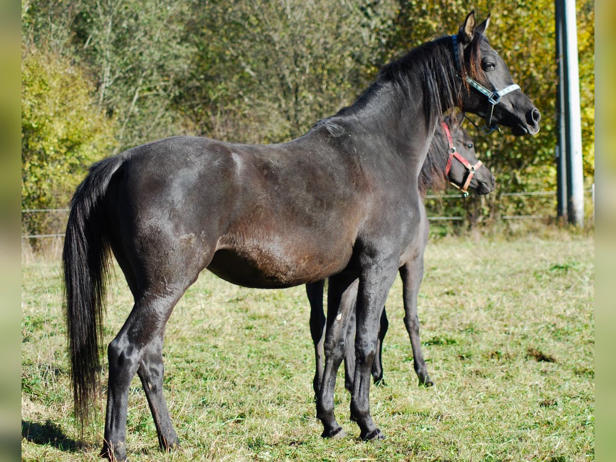 Pur-sang arabe Jument 5 Ans 155 cm Noir in Krajna Polana